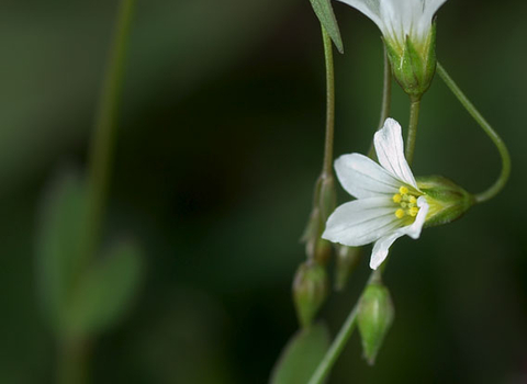 Fairy Flax