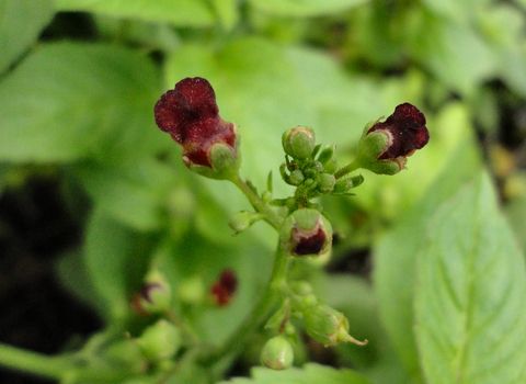 Water Figwort