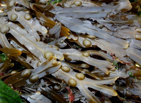 Bladder wrack