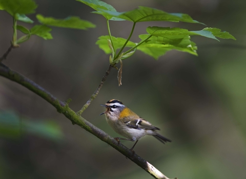 Firecrest