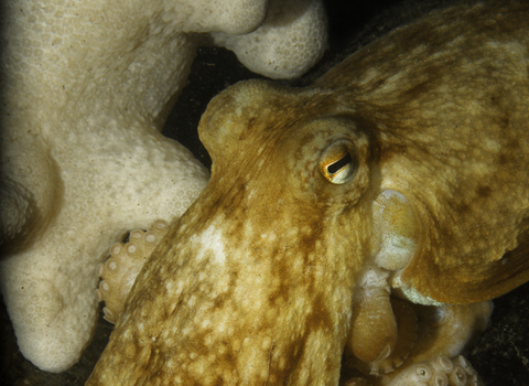 Common octopus