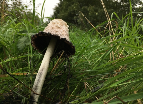 Shaggy Inkcap