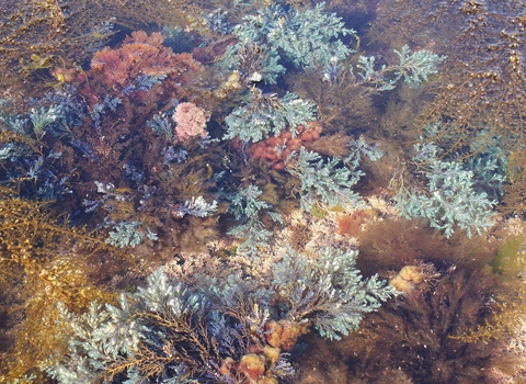 Rainbow wrack