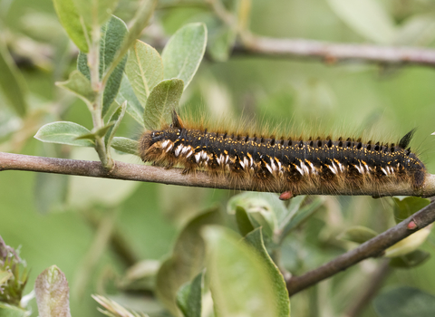 Drinker moth caterpillar