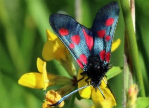 Five spot burnet moth on flower