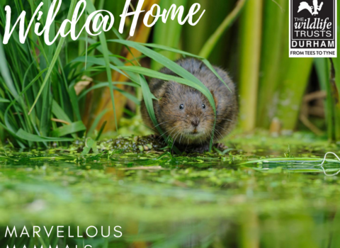 water vole near water wild at home graphic