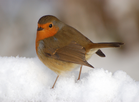 robin in snow