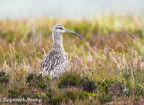 Curlew