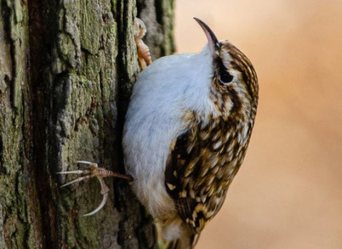 Treecreeper