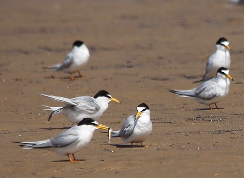 Little terns on a beach, one with a fish