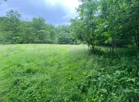 Photo of Victoria Garesfield Nature Reserve, field with grass and trees 