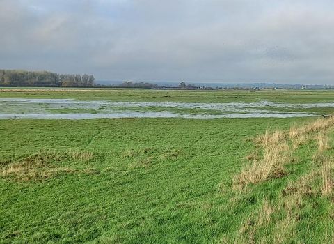 view over wetlands at Ricknall Carrs Nature Reserve