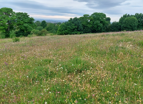 Meadow