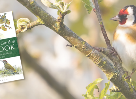 Goldfinch sat on a branch with a TWT complete garden bird book cover over part of the photograph and the DWT logo