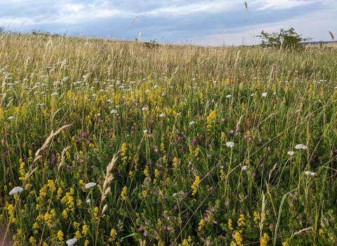 Herrington Hill lots of different species Magnesian Limestone