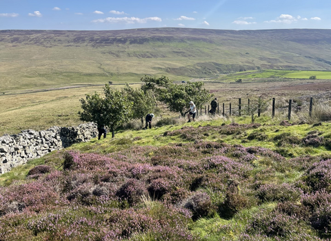 Volunteers working on moorland 