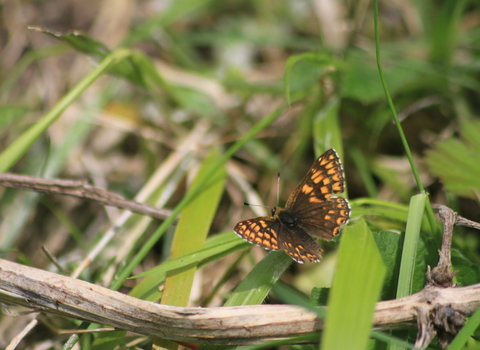 A Duke of Burgundy butterfly resting on a leaf, its wings spread showing a mosaic of orange and brown