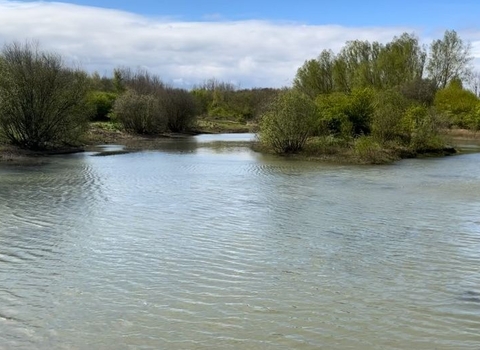 pond with trees in background