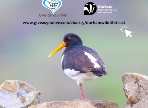 Oyster catcher on stone wall with two logos and some wording