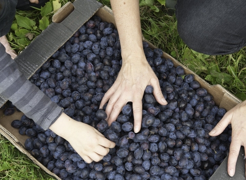 Volunteers harvesting Fruit and Seeds at Old Sleningford Farm, a Community Farm