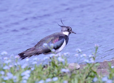 foliage in foreground with lapwing on water's edge behind it