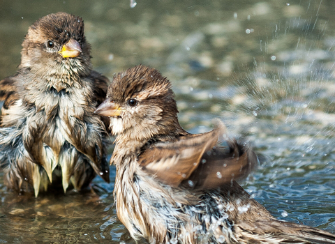 house sparrows in water
