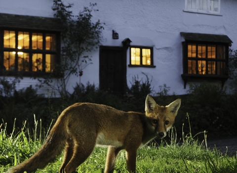 Red fox (Vulpes vulpes) Kent, UK